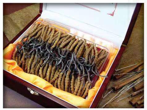 老新镇冬虫夏草回收